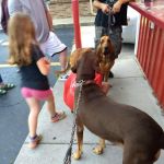 Cone Corral
