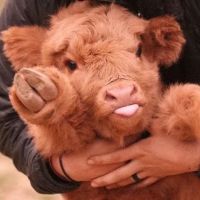 Coco's Dairy Bar ico