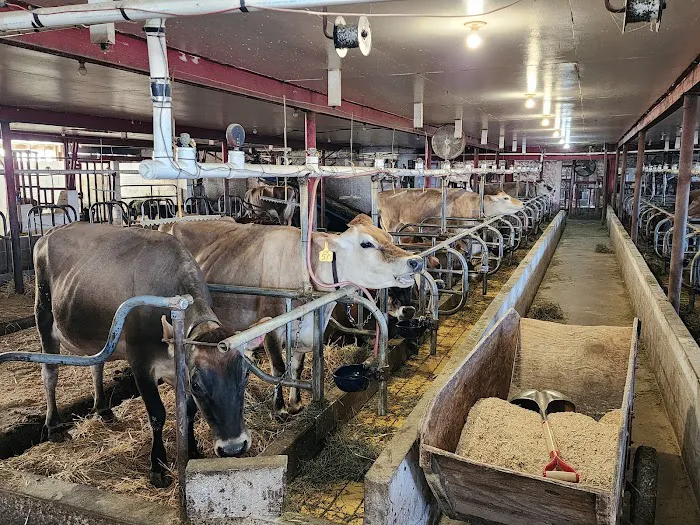 Young's Jersey Dairy Picture 2