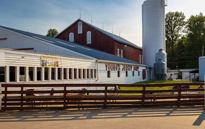 Young's Jersey Dairy Picture 7