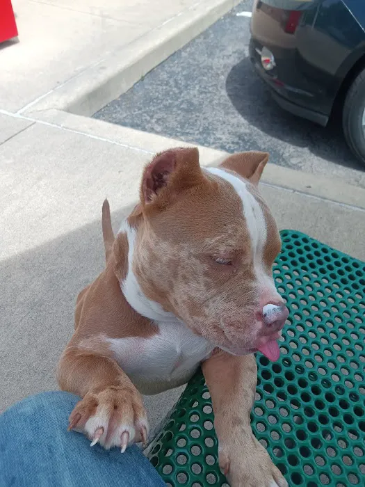 Scoop's Soft Serve LLC Picture 6