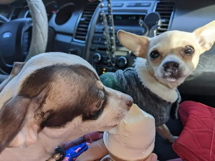 Fred's Ice Cream Picture 7
