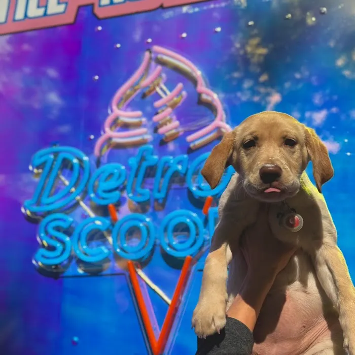 Detroit Scoops Picture 6