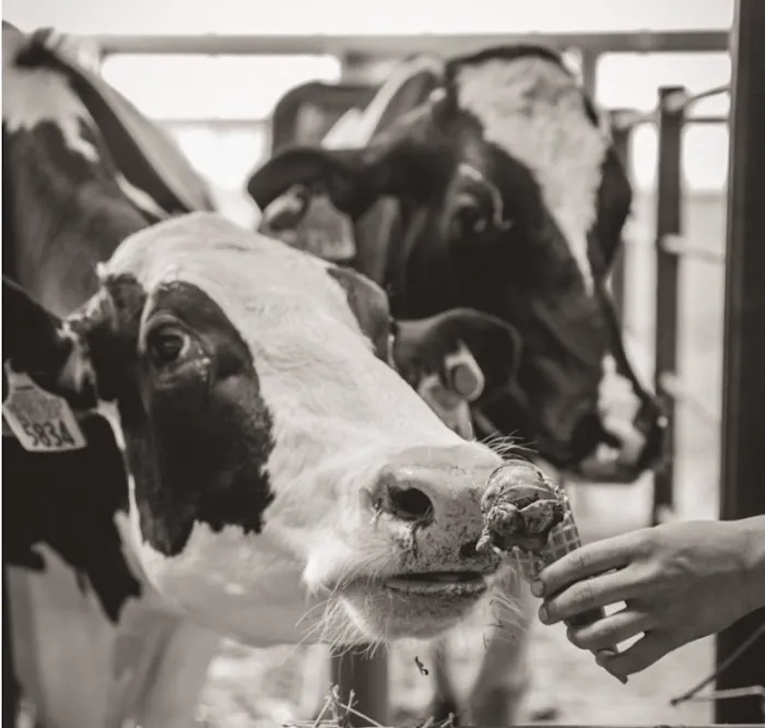 Vandoske's Countyline Creamery Picture 4