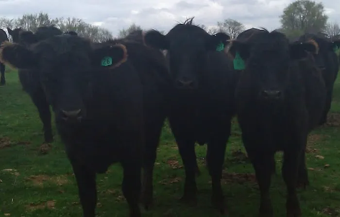 Humble Heifer Creamery LLC Picture 4