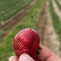 Ice Cream Factory and Cheese Shop ico