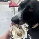 Gertrude's Ice Cream
