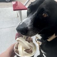 Gertrude's Ice Cream ico