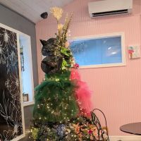 Sugar Grove - The Sweet Shoppe at Scots ico