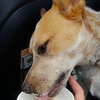 Glen's Frozen Custard ico