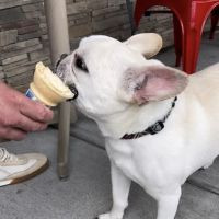 Panos Ice Cream Cafe ico