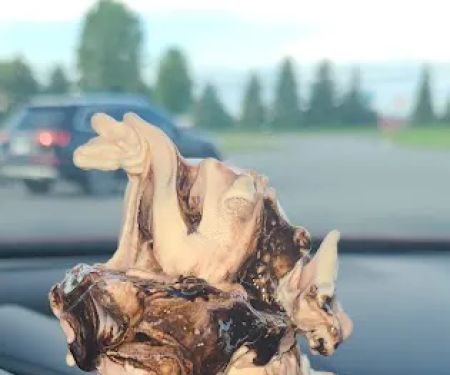 The Meadows Original Frozen Custard