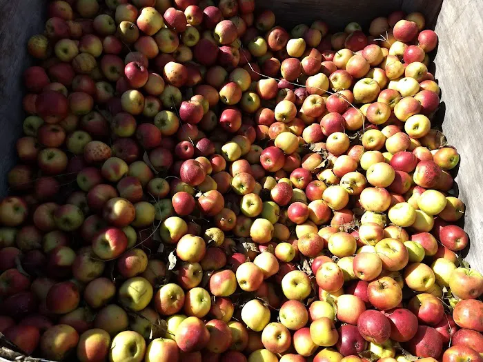 The Homestead Farm at Fruit Hill Orchard and Sugar Shack LLC Picture 6