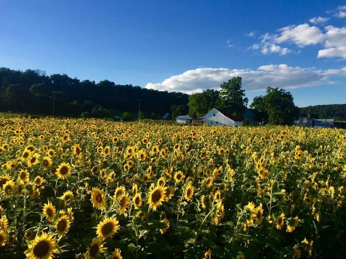 The Homestead Farm at Fruit Hill Orchard and Sugar Shack LLC Picture 8