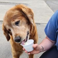 Lower Trail Creamery ico