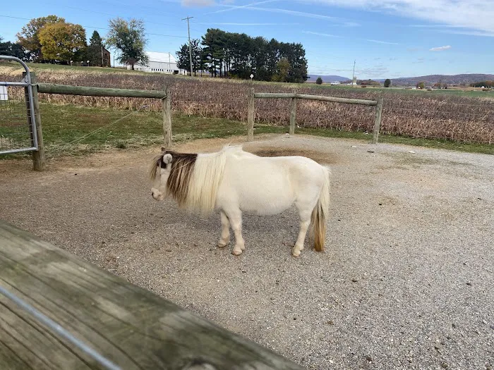 Misty Meadow Farm Creamery Picture 6