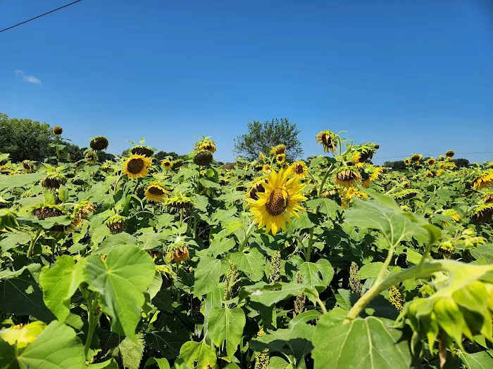 Misty Meadow Farm Creamery Picture 8