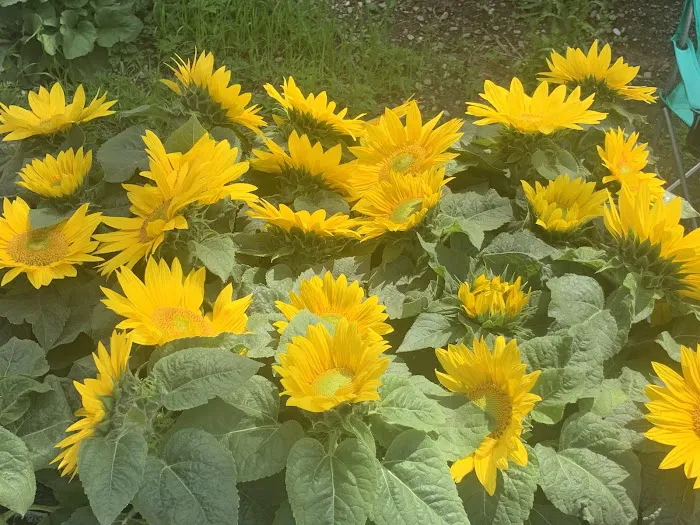 Hillside gardens Picture 10