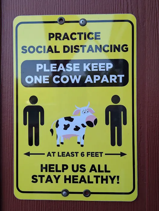 Moo Thru Picture 4