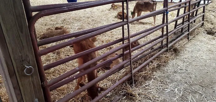 Pocantico Jersey Farm and Creamery Picture 6