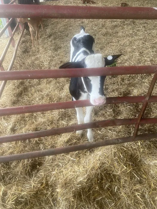 Pocantico Jersey Farm and Creamery Picture 10