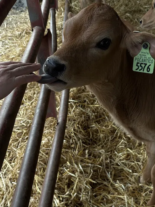 Pocantico Jersey Farm and Creamery Picture 1