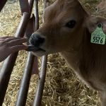 Pocantico Jersey Farm and Creamery