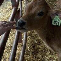 Pocantico Jersey Farm and Creamery ico