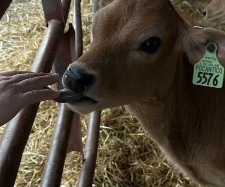 Pocantico Jersey Farm and Creamery