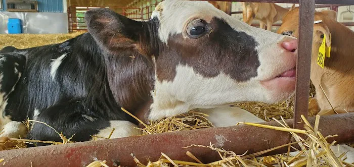 Pocantico Jersey Farm and Creamery Picture 4