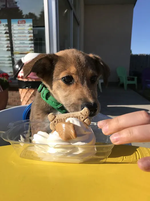 Scoops Ice Cream Picture 6