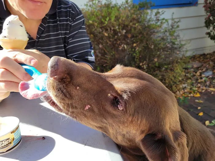 Abbott's Frozen Custard Picture 9