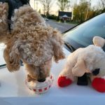 Rita's Italian Ice & Frozen Custard