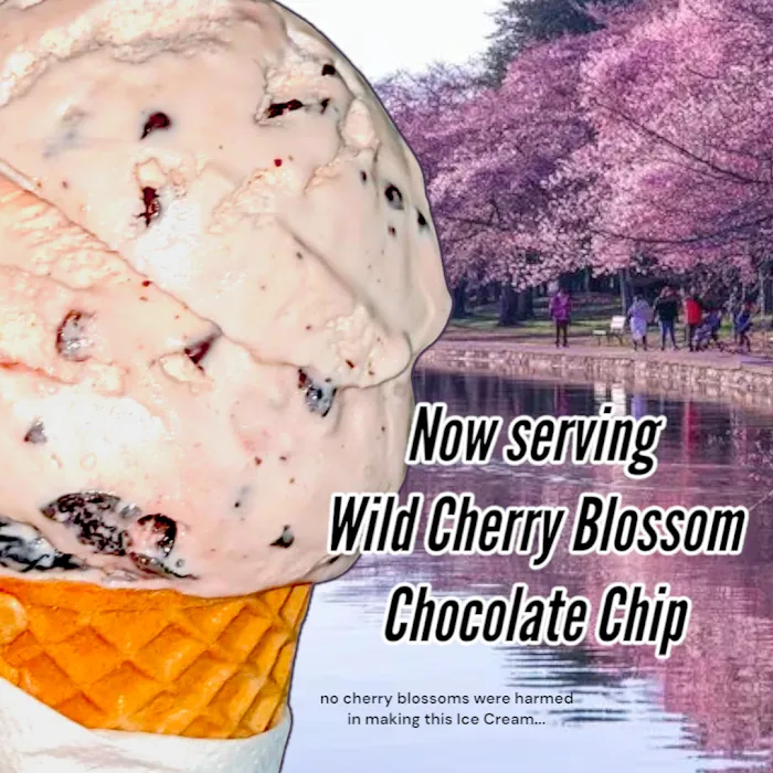 Lil City Creamery Picture 10