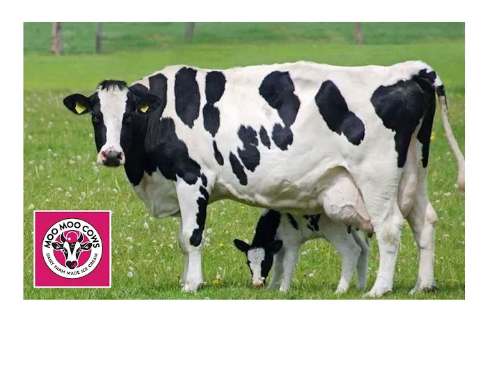 Moo Moo Cows - Ice Cream Picture 7