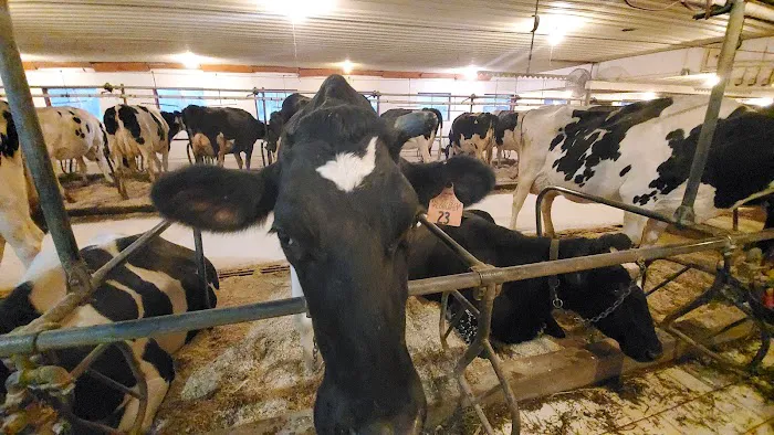 Happy Holstein Ice Cream Picture 1