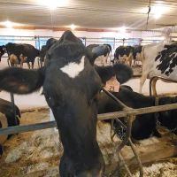 Happy Holstein Ice Cream ico