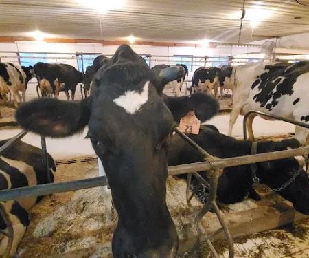 Happy Holstein Ice Cream