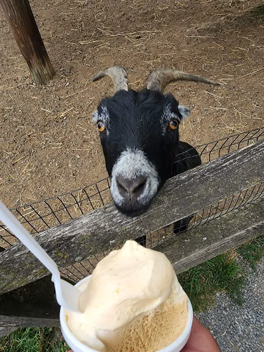 Happy Holstein Ice Cream Picture 3