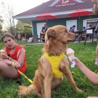 Plank Road Ice Cream ico