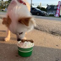 Rehak's Snowball Stand ico