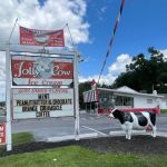 The Jolly Cow