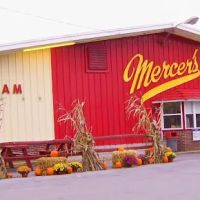 Mercer's Dairy ico