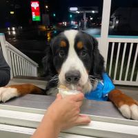 Ice Cream Love ico
