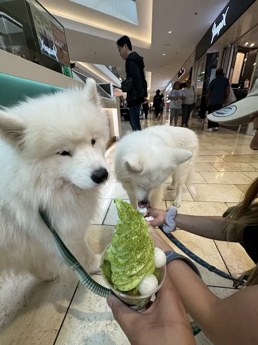 Matcha Cafe Maiko Garden State Plaza Picture 7