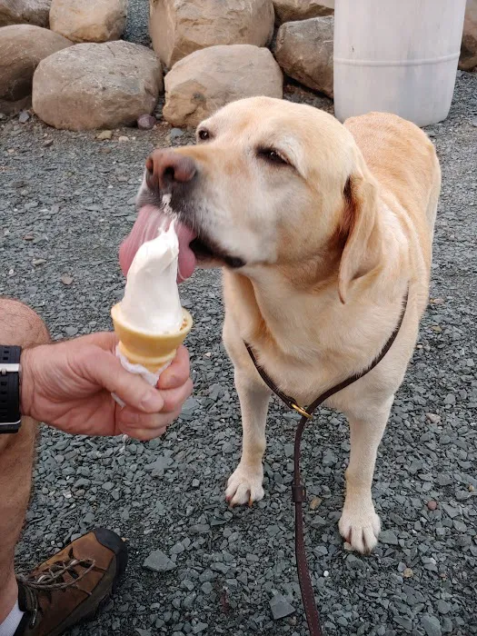 Udderly Ice Cream Picture 4