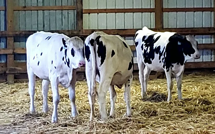 Hopkins Farm Creamery Picture 7