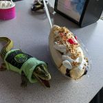 Triple Scoop