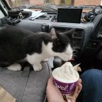 Carvel