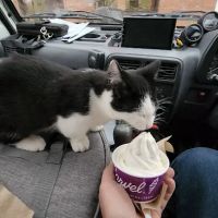 Carvel ico
